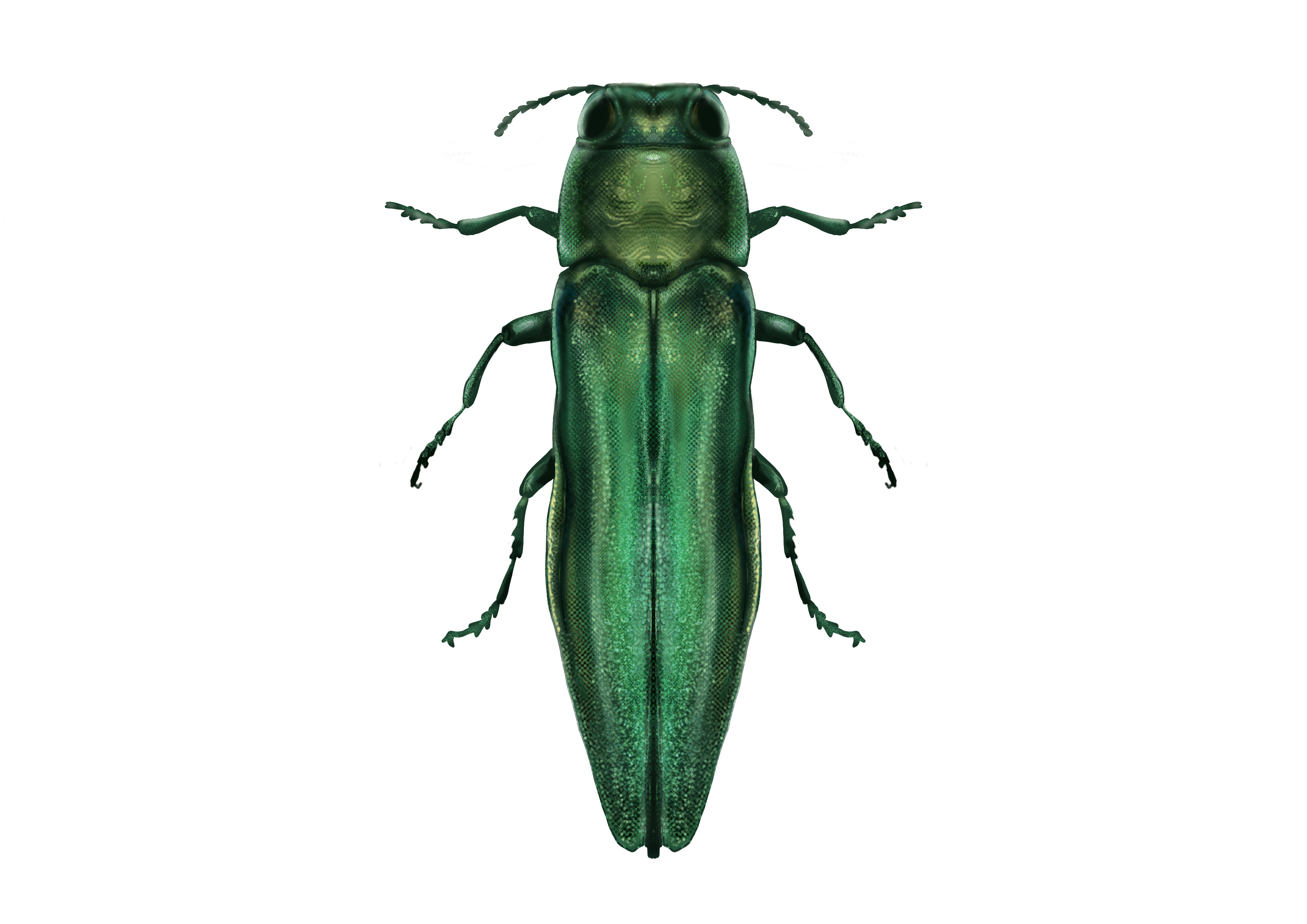 Emerald ash borer / Agrilus planipennis