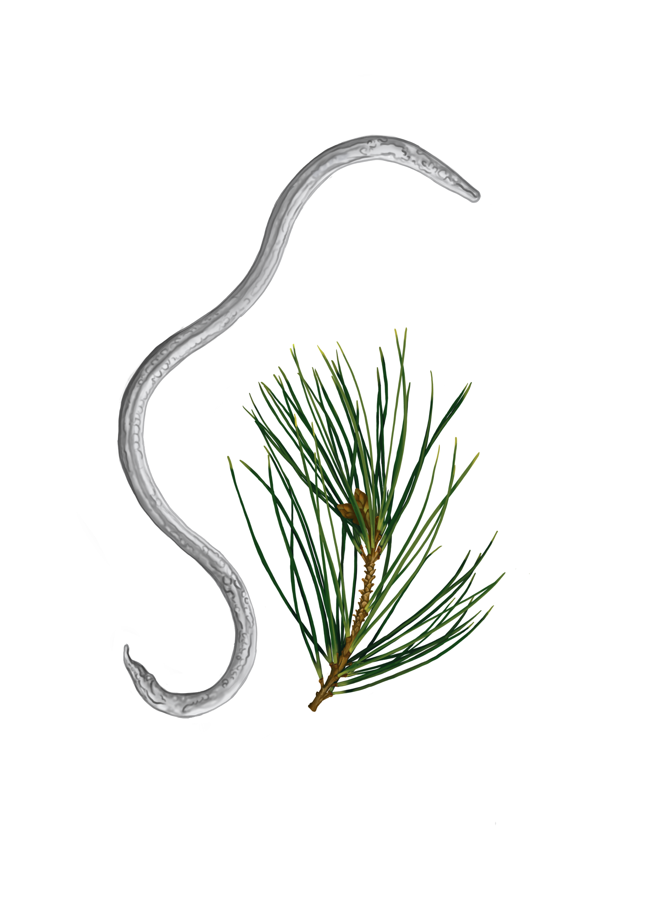 Pine wood nematode / Bursaphelenchus xylophilus
