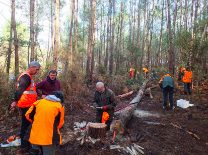 France sees first outbreak of the pinewood nematode