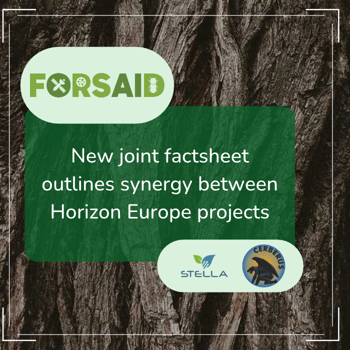 Safeguarding European plant health: New joint factsheet outlines synergy between Horizon Europe projects FORSAID, CERBERUS and STELLA