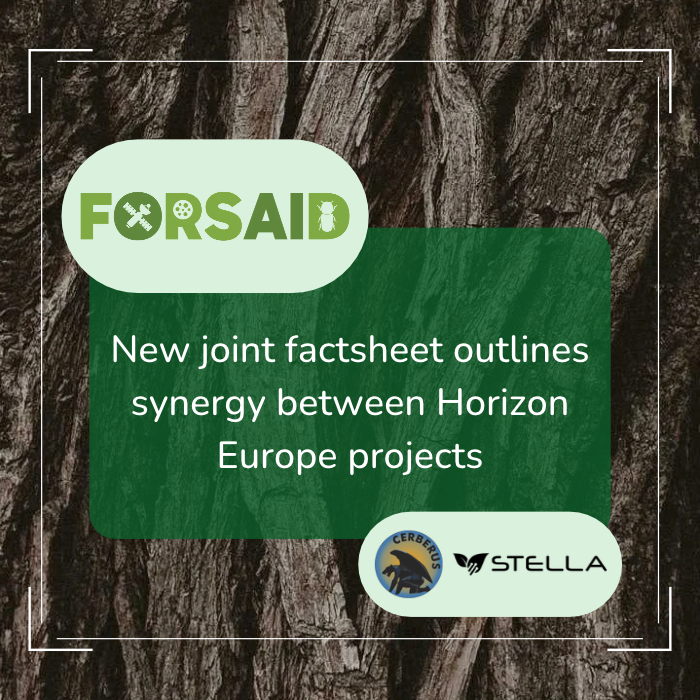 Safeguarding European plant health: New joint factsheet outlines synergy between Horizon Europe projects FORSAID, CERBERUS and STELLA