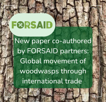 New paper co-authored by FORSAID partners examines woodwasp movement through global trade